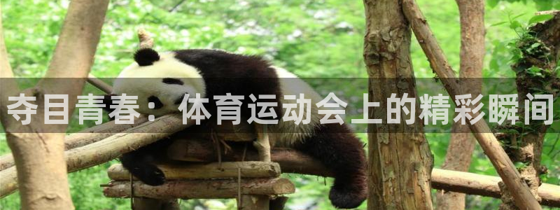 米兰体育官方正版app新能源：夺目青春：体育运动会上